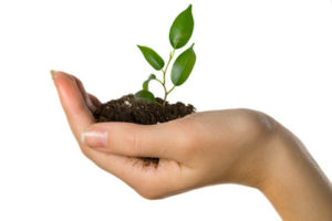 Plant in hand on white background